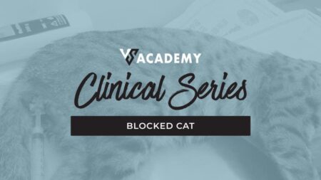 blocked cat clinical series